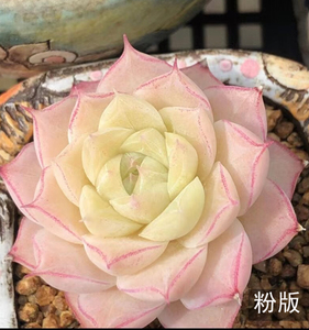 各种韩货小杂交 桃熏女王玫瑰 白底 女王玫瑰单头透多肉