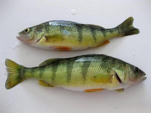 新疆冷水鱼品种图片