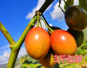 树番茄洋酸茄
