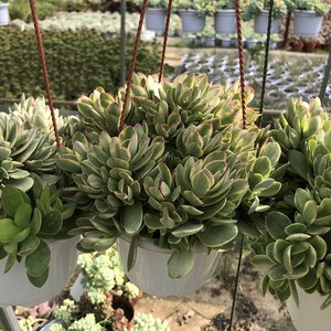 朝霞锦树桩多肉植物巨大盆栽露养家庭园艺装饰精品基地直发包邮