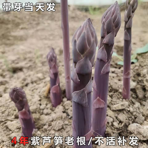 四季盆栽阳台特级特大现挖老根食用四年绿紫芦笋根苗孑种籽蔬菜种