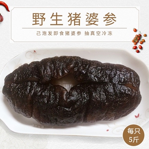 矿泉纯净水原发猪母海参解冻即食凉拌刺身真空5斤一只礼活动包邮