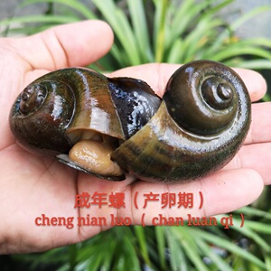 刘荣枝淘宝冷水福寿螺卵超大乌龟狗头鱼水蛭蚂蟥活体开口饲料粗生耐
