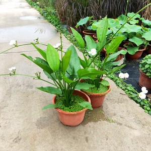 泽泻水养植物室外水生珍珠兰盆栽带花苞水池田园湿地种植观赏花卉