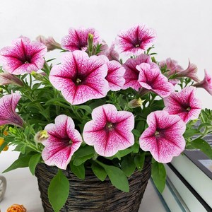 矮牵牛花盆栽带花喇叭花四季开花室内阳台植物苗垂吊好养爆盆花卉