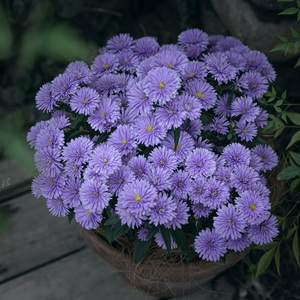 四季重瓣荷兰菊花紫菀小卡罗盆栽伊娃蓝宝石宿根多年生庭院绿化苗