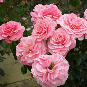 【丰花灌木眼睛系列】虹越进口月季多季开花花园植物玫瑰花卉欧月