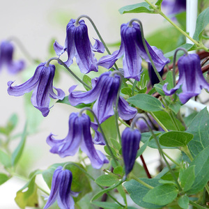 铃铛铁线莲耐热紫铃铛胭脂扣爬藤攀援阳台庭院花卉植物盆栽花苗