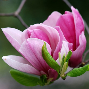 虹越丹馨玉兰盆栽苗花园庭院地栽盆栽造景绿化景观落叶小乔木苗