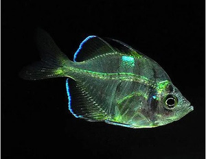 玻璃拉拉鱼透明鱼热带观赏活小鱼好养淡水金鱼清道夫小型灯科草缸