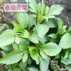 新鲜苦菜苦甲苦夹 250g清凉现摘苦斋婆酱败草温州泰顺特产山货