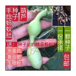 天津手捻蚂蚁肚葫芦种观赏巨型阳台蔬菜八宝三挺文玩本长疙瘩籽子