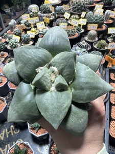 实生大型玉牡丹 实生花牡丹 岩牡丹属仙人球多肉植物 一物一拍