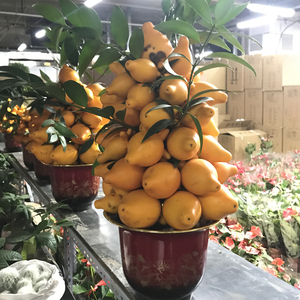 黄金果盆栽金桔盆栽年宵花卉专场室内客厅公司前台盆景