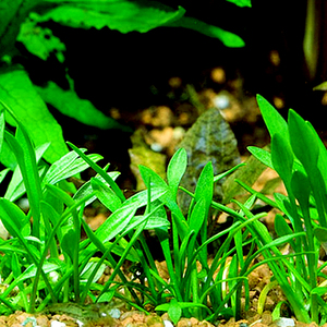 自养水中叶 自养淡水鱼缸草缸造景有茎类真活体前景水草 迷你椒草