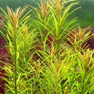 淘满江湖99淘宝20棵细叶牛顿草5元 中景草后景草新手草 鱼缸水草