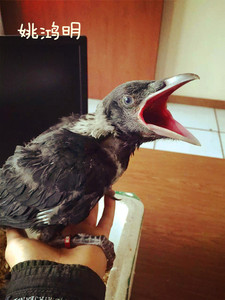 姚鸿明手工乌鸦雏鸟粮 yao不能停 干粉红嘴白劲臧红雏鸟手喂软食