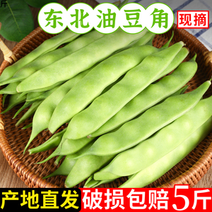 正宗当季东北油豆角九月青现摘新鲜嫩蔬菜黑龙江一点红大宽油豆角