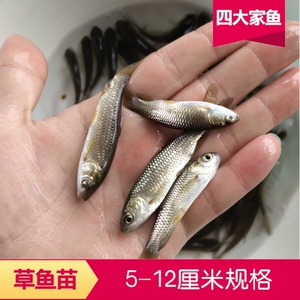 草鱼苗小鱼苗10厘米淡水活鱼半斤一斤大养殖20cm公分食用草鱼鱼苗