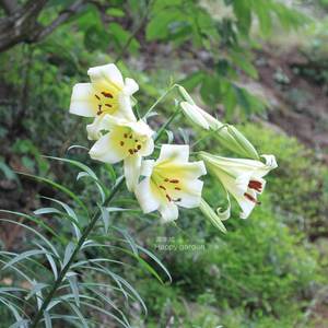 野百合也有春天广西盆地野生百合 盆栽绿植花卉室外内好养造景