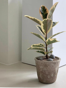 植物私生活 花叶金刚橡皮树坦尼克 室内桌面喜阳好养盆栽