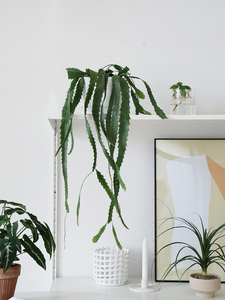 种球土培荷兰阿弗雷花孔雀双皇精品洋花卉植物盆栽周子俊15112415