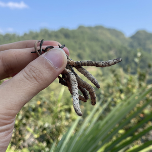 贵州冬虫夏草深山天然正宗亚香棒古尼虫草泡酒炖汤滋补品冬虫夏草