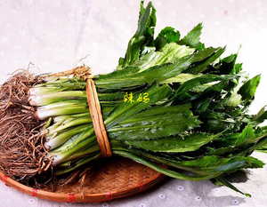 云南德宏带根老缅芫荽 新鲜蔬菜阿佤芫荽  傣家凉拌配料250g