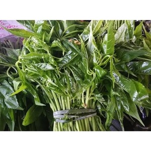 云南省德宏特有刷把菜新鲜蔬火镰菜凉拌饭店涮菜500克