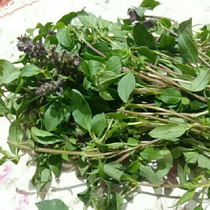 云南德宏配料 新鲜金盖 九层塔 炖牛肉烤鱼去腥250克