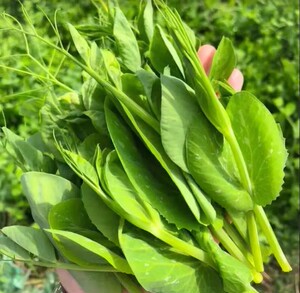 云南新鲜豌豆尖 豌豆豆菜 嫩芽 煮白豆腐涮菜500克