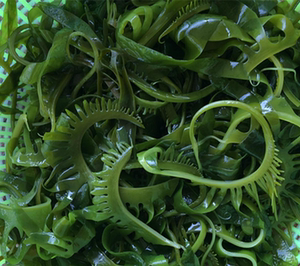 裙带菜芽海芽菜火锅海带苗媚芽菜睫毛菜海白菜 整箱12.5kg