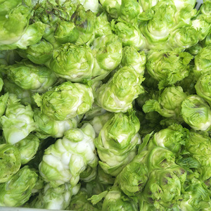 四川儿菜新鲜蔬菜娃娃菜芥菜抱儿菜母子菜泡菜南充菜原料5斤包邮