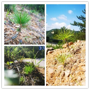 黄山松树苗迷你小型树桩小盆景办公桌黑松老松茶室常绿办公室微型