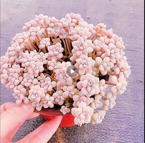 高级精品多肉丸叶姬秋丽老桩姬秋丽锦多肉萌肉肉肉肉植物群生大颗