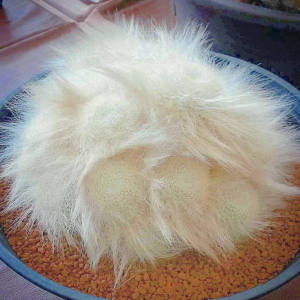 尚野园艺多肉植物实生正版雪猿玉翁长毛一物一拍仙人球仙人掌盆栽