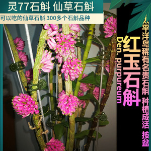 红玉石斛 石斛兰花绿植盆栽一年多次开花 种植成活盆栽一盆包邮