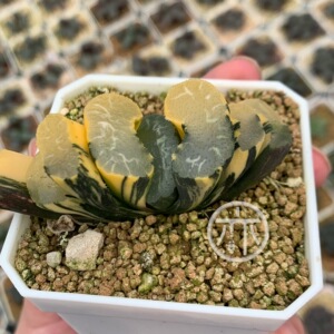 广重玉扇锦狮子舞锦一物一拍写乐名品盆栽浓纹 稀有多肉植物