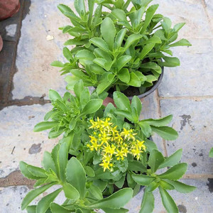 食用救心菜苗养心菜阳台观赏菜盆栽保健蔬菜止痒景天三七苗多年生