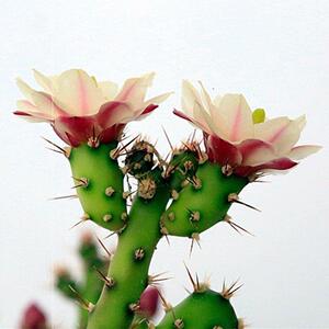 鹿角梅仙人掌仙人牡丹科多肉植物美艳群芳极易开花室内盆栽好养活