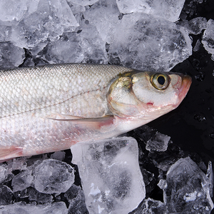 3斤1条新鲜水产美食活杀白水鱼撅嘴鱼三白鱼翘大白刁