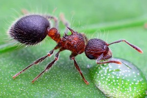 世界上最可爱的蚂蚁图片