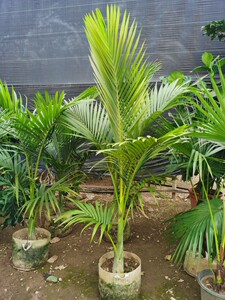 假槟榔树假槟榔苗棕榈树棕榈科植物中型大型绿植热带观赏性植物