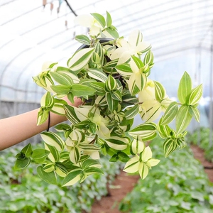 青白玉金边口红金鱼常青藤吊竹梅阳台庭院盆栽观叶垂吊植物耐旱