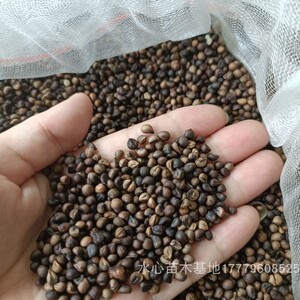 江西野生白蔹种子种苗蛇葡萄中草药山地瓜苗南北方庭院美观盆地栽