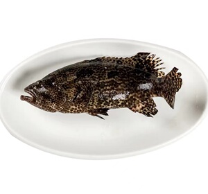 石斑鱼珍珠斑龙胆鱼老虎斑宁波舟山海鲜水产新鲜鲜活非冷冻深海鱼