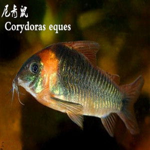 俏皮水族 南美鼠鱼类 野生尼格罗青鼠5-6分 活体观赏鱼 稀有品种