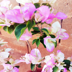 三角梅口红盆栽四季开花不断室内外观花卉攀援植物原盆原土发包邮