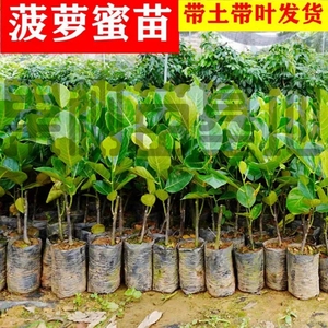 菠萝蜜树苗干包泰国八号红肉马来西亚一号黄肉菠萝树直苗带土带叶