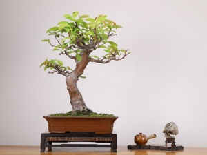 【日本木瓜盆景】日本木瓜盆景品牌,价格 - 阿里巴巴